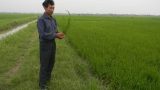 Xuân Trường: Triệu phú từ cây lúa Xuân Trường: Triệu phú từ cây lúa