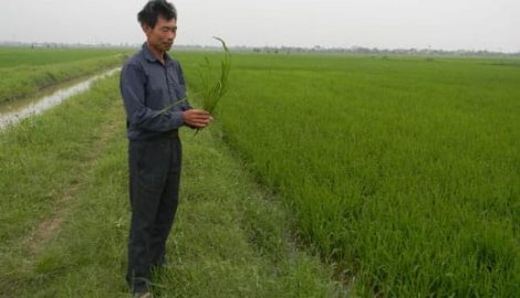 Xuân Trường: Triệu phú từ cây lúa