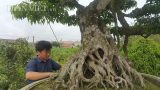 Cây sanh 100 tuổi dáng lão mai của đại gia Nam Định khiến giới mê cây cảnh “bấn loạn”