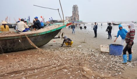 Hải Hậu: Thuyền cá đầy ắp trong những ngày ra khơi đầu Xuân