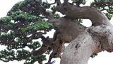 Duối cổ quý hơn vàng, đại gia bỏ tiền tỷ không mua được