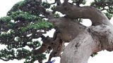 Duối cổ quý hơn vàng, đại gia bỏ tiền tỷ không mua được