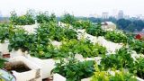 Nam Định: Ung thư giai đoạn cuối vẫn sống thêm được 12 năm nhờ thực phẩm sạch
