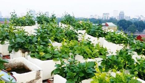 Nam Định: Ung thư giai đoạn cuối vẫn sống thêm được 12 năm nhờ thực phẩm sạch
