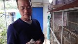 Nam Định: Vườn chim gáy giữa thôn quê, thú chơi tao nhã lại có tiền đều như ‘vắt chanh’