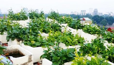 Nam Định: Ung thư giai đoạn cuối vẫn sống thêm được 12 năm nhờ thực phẩm sạch