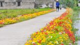Hải Hậu: Đường quê lãng mạn trong sắc hoa mười giờ