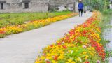 Hải Hậu: Đường quê lãng mạn trong sắc hoa mười giờ