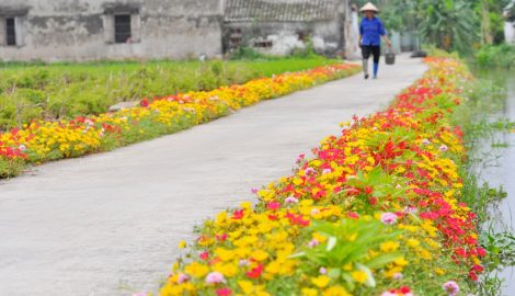 Hải Hậu: Đường quê lãng mạn trong sắc hoa mười giờ
