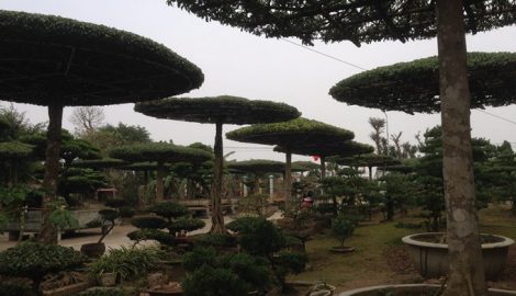 Mãn nhãn ngắm vườn cây cảnh hình lọng cực độc đáo