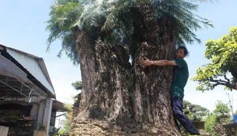 Chiêm ngưỡng cây cảnh thiên tuế, đại gia trả giá siêu “khủng”