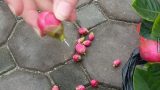 Nam Định: Dân mạng ồ ạt cảm thông em gái mua hoa Tết