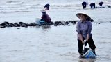 Nhặt đặc sản vẹm xanh trên biển, ngư dân thu tiền triệu mỗi giờ