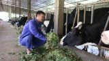 Từ 2 bàn tay trắng, trở thành tỷ phú nhờ…bò sữa
