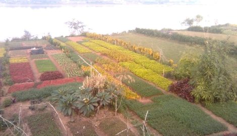 Chùm ảnh : Màu sắc của sự sống