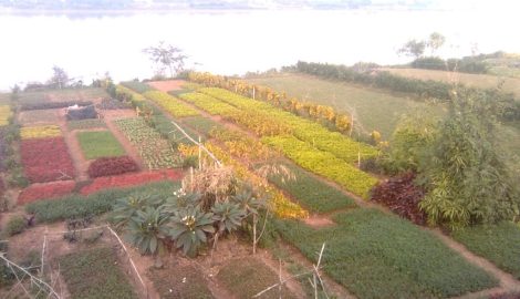 Chùm ảnh : Màu sắc của sự sống