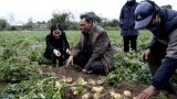 Nông dân Nam Định thu nhập hàng trăm triệu nhờ giống khoai tây mới
