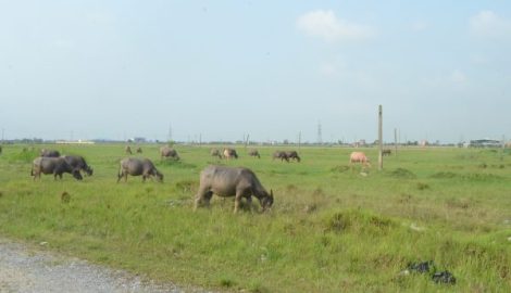 Khu công nghiệp Mỹ Trung (Nam Định): Địa phương phải ‘ngậm quả đắng’ đến bao giờ?