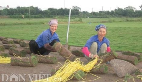 Lạ mà hay: Trồng cỏ chả lo mất mùa mà lãi cao hơn cả lúa