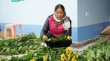 Bắt tay nhau liên kết trồng hoa, nông dân Mỹ Tân thu tiền tỷ