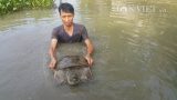 Nam Định: Nuôi ba ba khổng lồ, mỗi năm kiếm hơn nửa tỷ đồng.