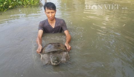 Nam Định: Nuôi ba ba khổng lồ, mỗi năm kiếm hơn nửa tỷ đồng.