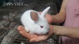 Nam Định: Nuôi gần 1 vạn thỏ, mỗi tháng lãi gần 100 triệu đồng
