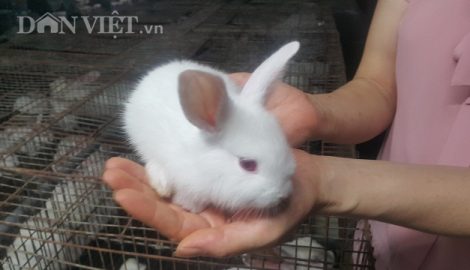 Nam Định: Nuôi gần 1 vạn thỏ, mỗi tháng lãi gần 100 triệu đồng