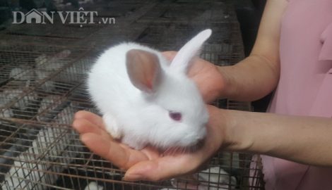 Nam Định: Nuôi gần 1 vạn thỏ, mỗi tháng lãi gần 100 triệu đồng