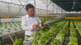 Nam Định: Bỏ phố về quê trồng rau công nghệ cao lãi hơn 1 tỷ/năm.