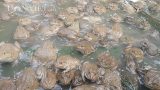 Làm giàu ở nông thôn: Kiếm bộn tiền từ giống ếch Thái “khổng lồ”
