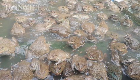Làm giàu ở nông thôn: Kiếm bộn tiền từ giống ếch Thái “khổng lồ”