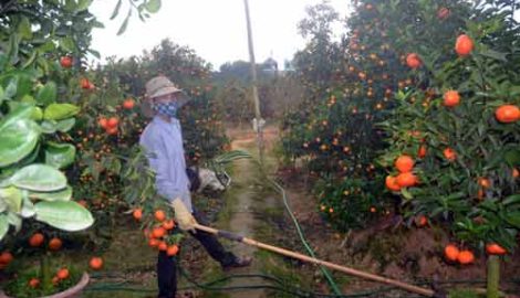 Nam Định: Làm đẹp cho cây cảnh, kiếm tiền triệu mỗi ngày