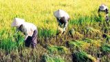 Khó hi vọng vụ đông bù vào