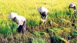 Khó hi vọng vụ đông bù vào