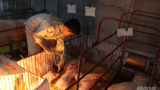 Nam Định: Nuôi lợn đạt tiêu chuẩn VietGAHP thu cả tỷ đồng