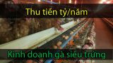 Làm giàu ở nông thôn: Thu tiền tỷ/năm nhờ nuôi gà siêu trứng Brown hướng VietGAP