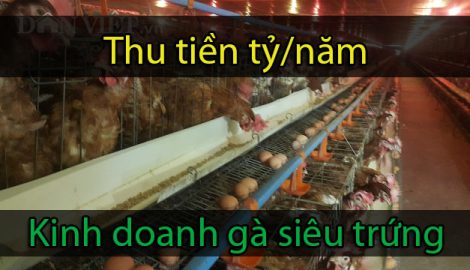 Làm giàu ở nông thôn: Thu tiền tỷ/năm nhờ nuôi gà siêu trứng Brown hướng VietGAP
