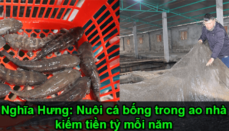 Nghĩa Hưng: Nuôi cá bống trong ‘ao nhà’, kiếm tiền tỷ mỗi năm