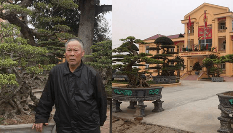 Hai “cụ” sanh cổ có gì đặc biệt mà được “ngã giá” bằng cả con đường?