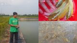 Nam Định: Đã mắt ngắm đàn cá vàng như nghệ, thu trăm triệu/năm
