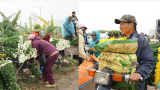 Mỹ Lộc: Cận Tết Nguyên Đán, giá hoa tăng kỷ lục, làng hoa Mỹ Tân vẫn tấp nập kẻ bán người mua