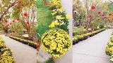 Vụ Bản: Con đường hoa cúc trong khu sinh thái Núi Ngăm ngập tràn sắc xuân Vụ Bản: Con đường hoa cúc trong khu sinh thái Núi Ngăm ngập tràn sắc xuân