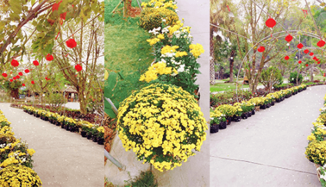 Vụ Bản: Con đường hoa cúc trong khu sinh thái Núi Ngăm ngập tràn sắc xuân