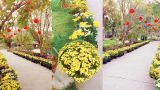 Vụ Bản: Con đường hoa cúc trong khu sinh thái Núi Ngăm ngập tràn sắc xuân