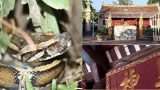 Trăn về ‘ngự’ tại ngôi đền ở Nam Định, mặc khua chiêng gõ trống vẫn ‘mắc võng nằm chầu’