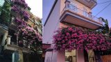 Xuất hiện giàn hoa giấy 20 năm tuổi đẹp nức lòng hội chị em ở Nam Định ‘quê mình’
