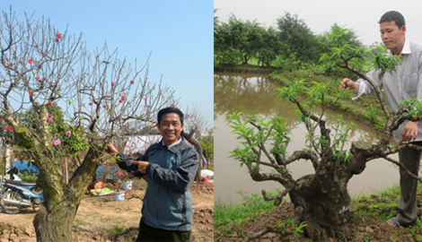 “Mát tay” trồng đào cảnh, nhanh chóng thành triệu phú
