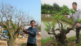 “Mát tay” trồng đào cảnh, nhanh chóng thành triệu phú