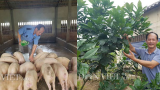 Kiếm tiền tỷ nhờ nuôi lợn bằng thảo dược